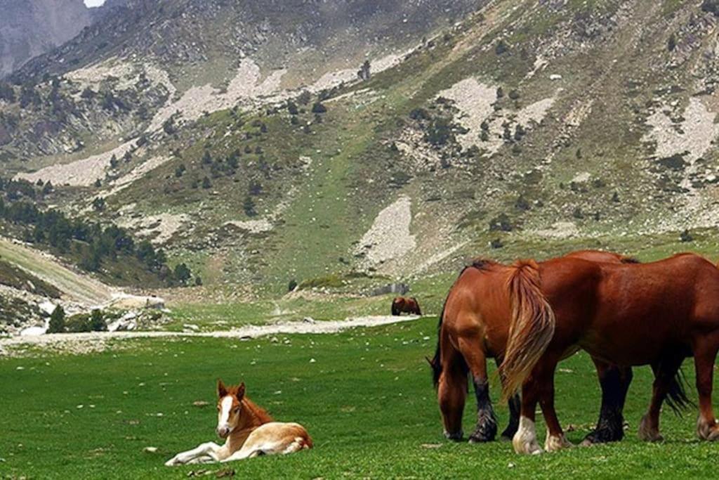 En Parc Natural Del Ter 2000 Metres Setcases